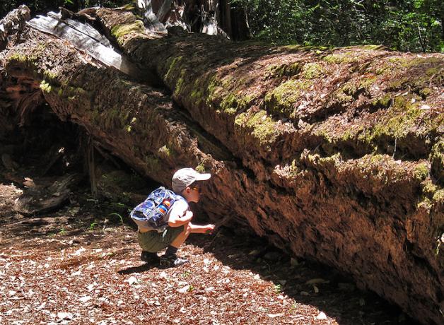 A child exploring the outdoors