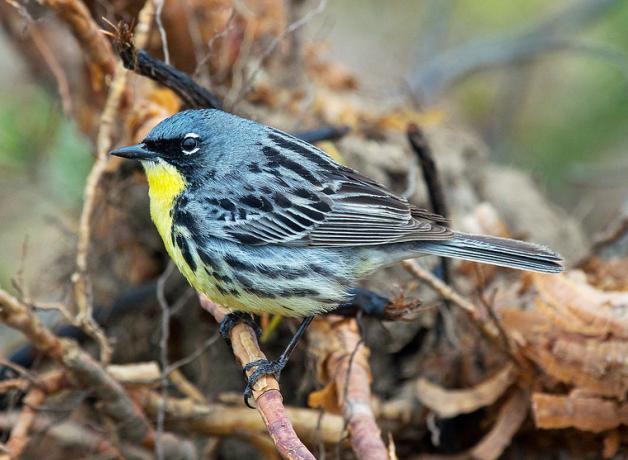 Kirtland's Warbler