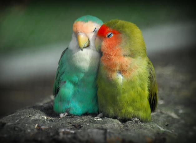 Lovebirds