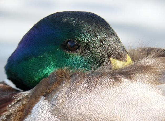 Mallard duck with its head tucked under its wing