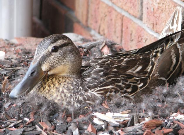 Mallard
