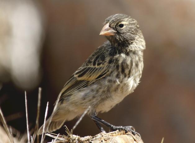 Medium Ground Finch
