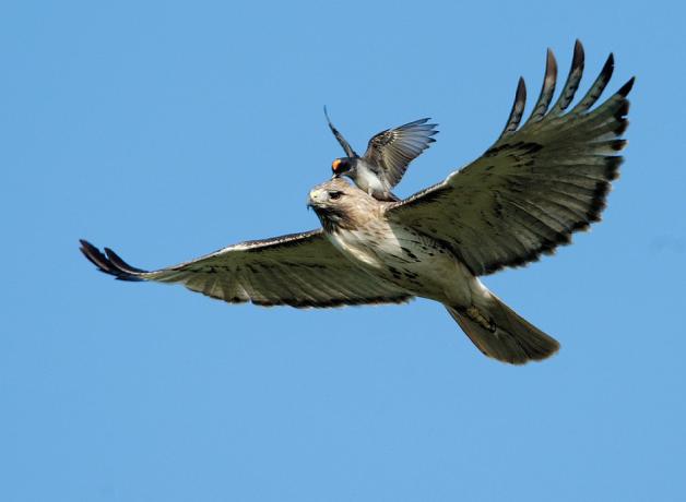 A Kingbird mobbing a Hawk