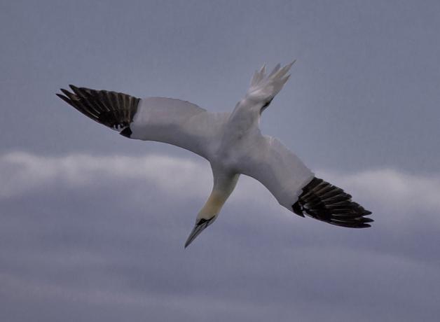 Diving Northern Gannet