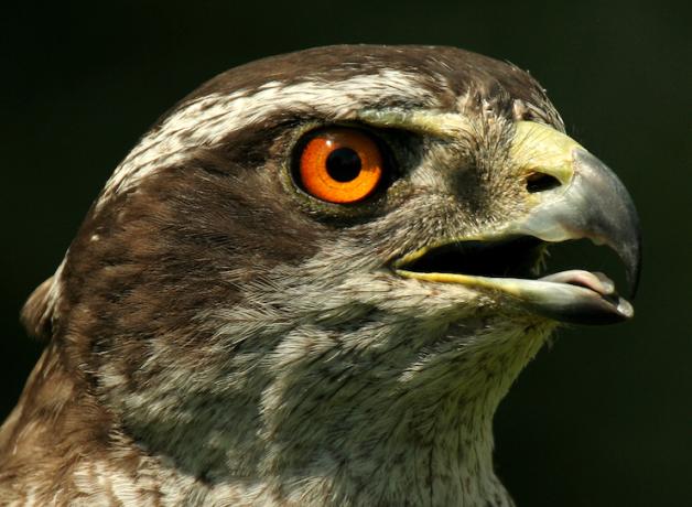 Northern Goshawk