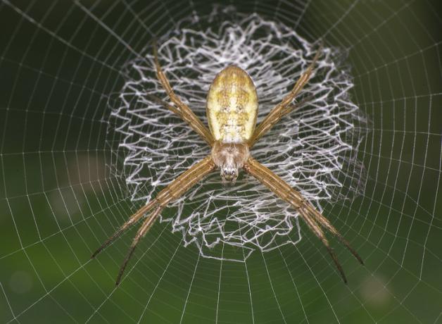 An orb spider sits in the middle of its web, which shows a central pattern of thickened fibers