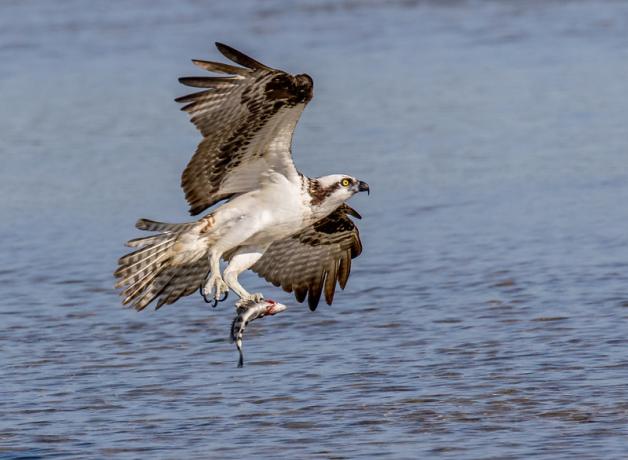 An Osprey rising from water surface while holding a fish in its talons