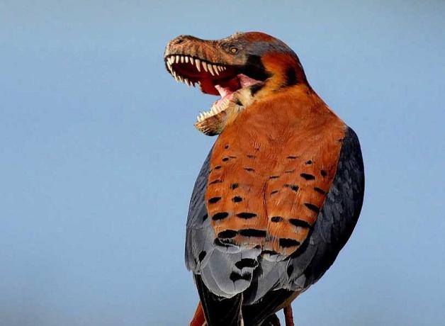 Raptor-bird