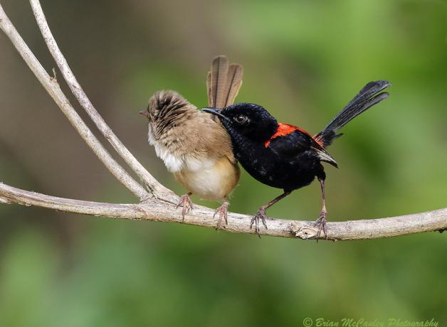 Two tiny songbirds sit very close together on a branch. The female (to viewer’s left) is light brown and the male (to viewer’s right)