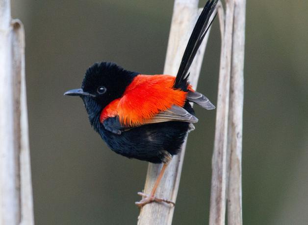 Red-backed Fairy Wren
