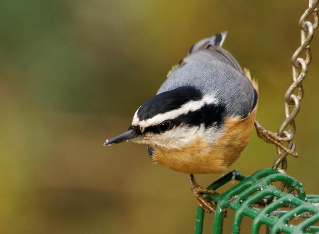 Red-breasted Nuthatch
