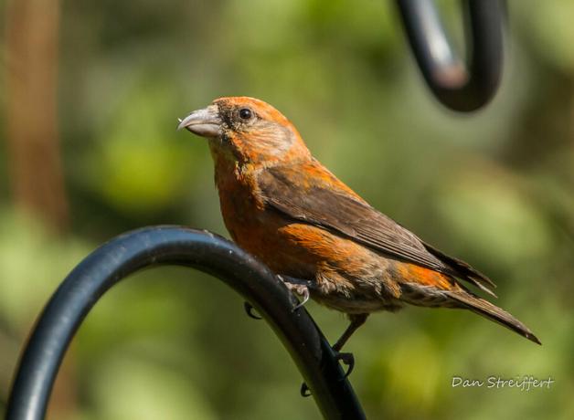 Red Crossbill showing it's reddish-brown plumage and sharp crossed beak
