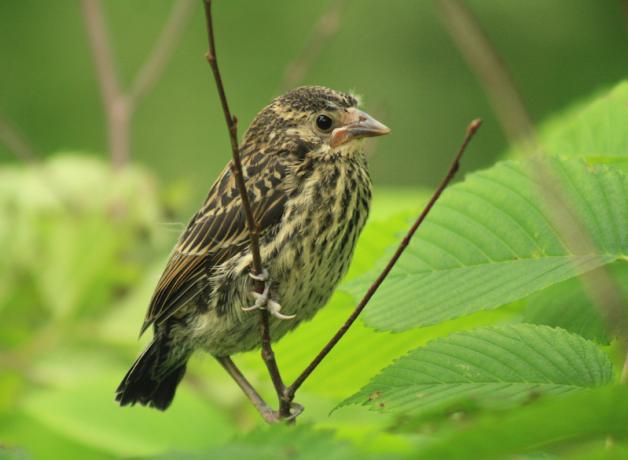 Red-winged Blackbird juvenile