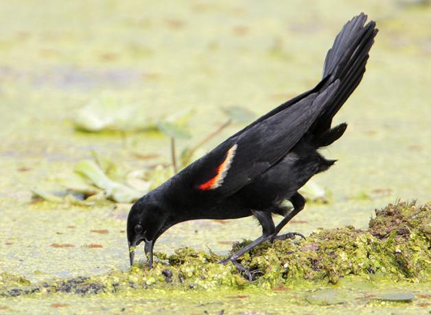 Red-winged Blackbird gaping its beak while foraging