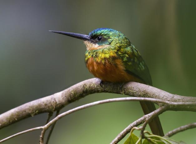 Rufous-tailed Jacamar, bird of tropical forests