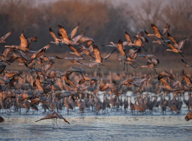 Sandhill Cranes on the Platte River