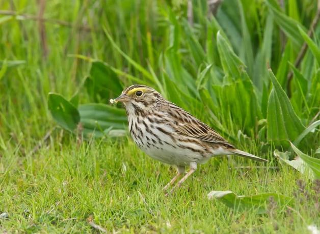 Savannah Sparrow on wetland