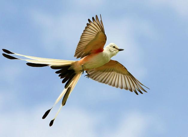 Scissor-tailed Flycatcher in flight against a partly cloudy sky, the bird's tail showing the classic split, its pale wings showing red on the underside where it meets the body.
