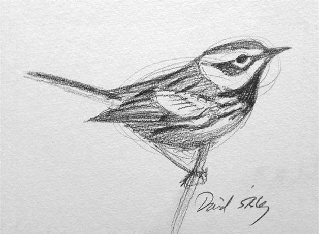 Sketch of a bird drawn by David Sibley