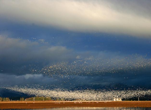 Snow Geese flock take flight