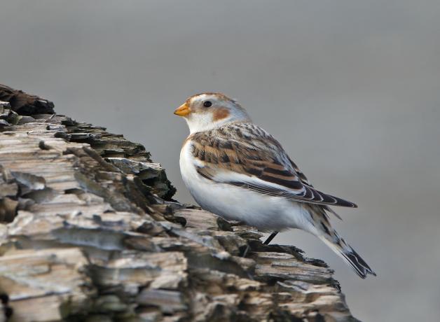 Snow Bunting on rocks near shore