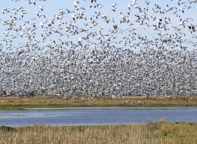 Flock of Snow Geese in flight