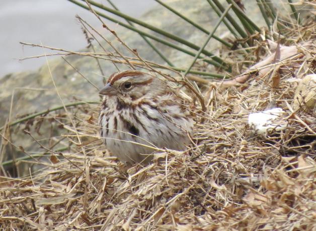 Song Sparrow sits on the ground, surrounded by grass and fallen leaves 