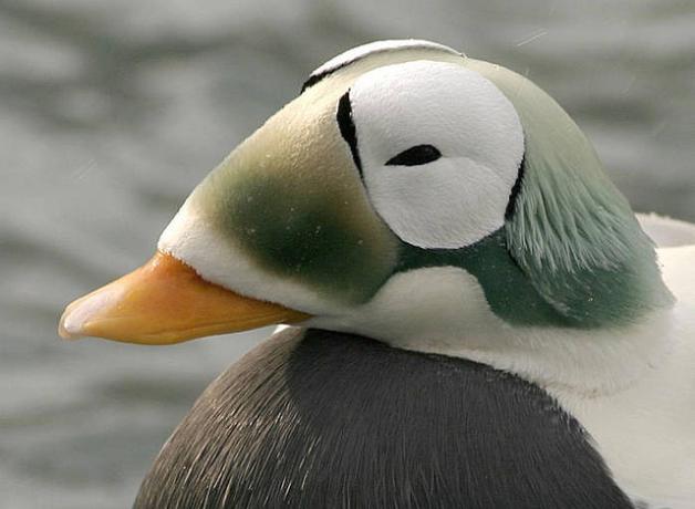 Spectacled Eider