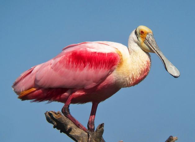 Roseate Spoonbill