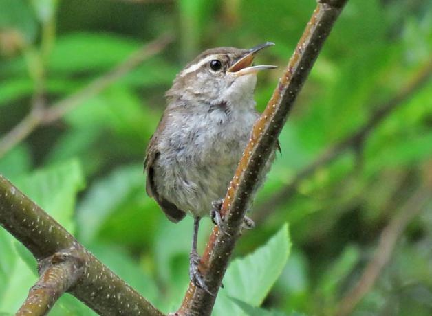 Immature Bewick's Wren