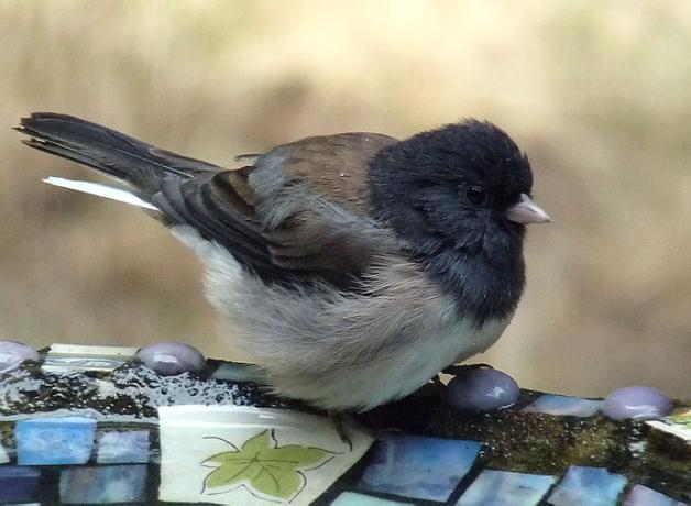 Dark-eyed Junco