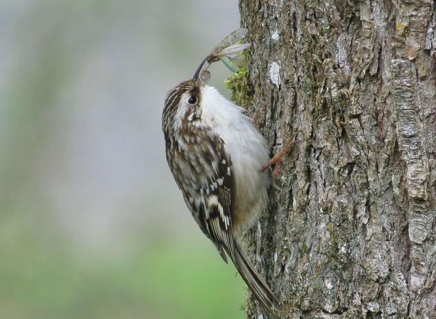 Brown Creeper