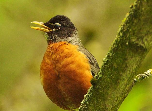 American Robin