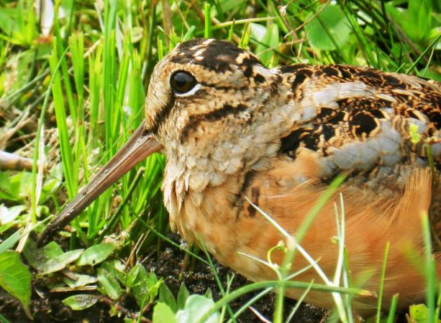 American Woodcock