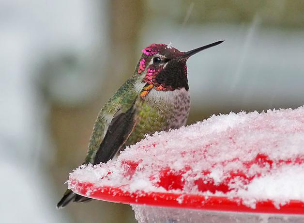 Anna's Hummingbird sitting at a snow-covered feeder