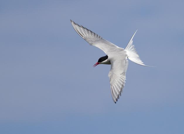 Arctic Tern in flight