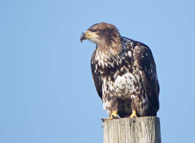 Immature Bald Eagle