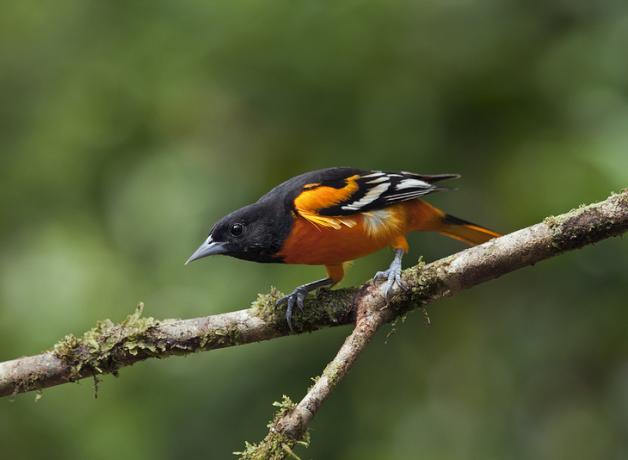Baltimore Oriole