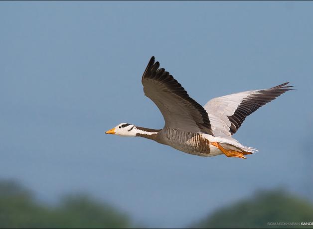 Bar-headed Goose