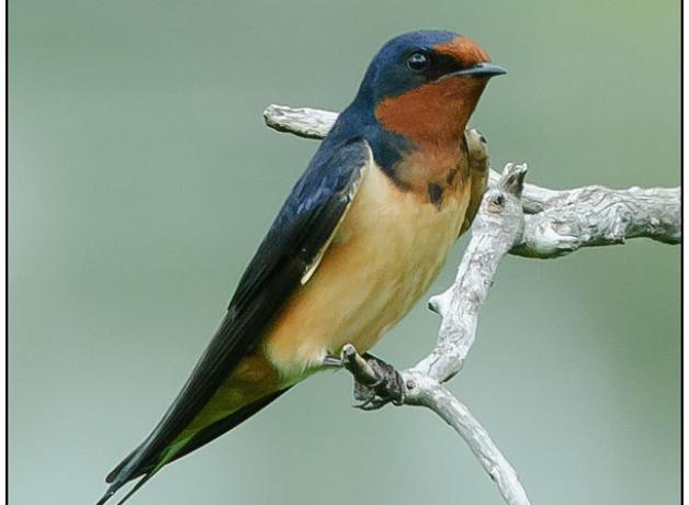 Barn Swallow