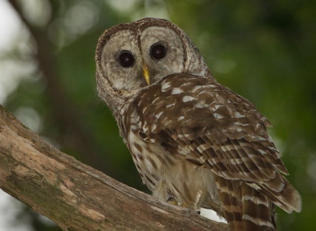 Barred Owl alert in tree