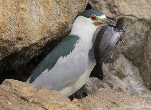 Black-crowned Night-Heron