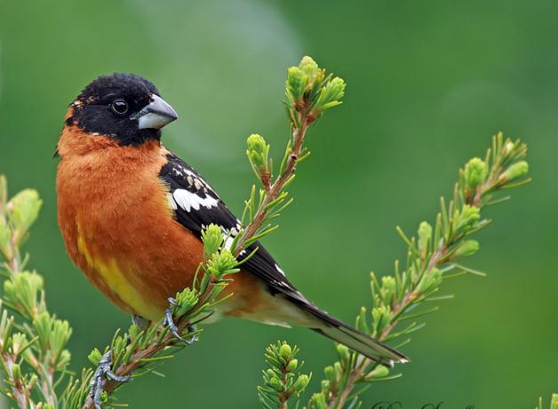 A male Black-headed Grosbeak perched on an evergreen bough against a green background.
