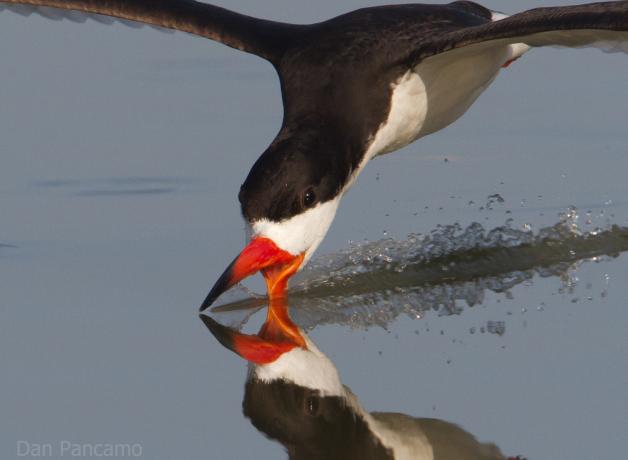 Black Skimmer