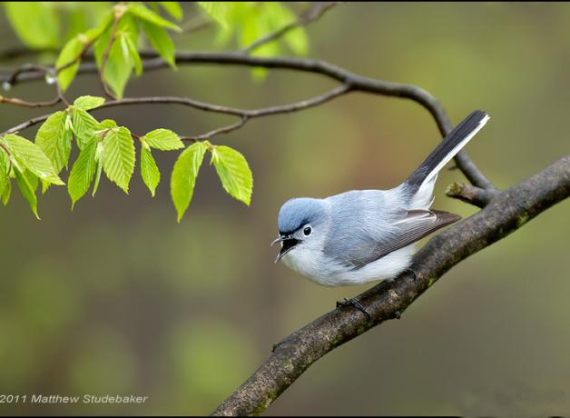 Blue-gray Gnatcatcher