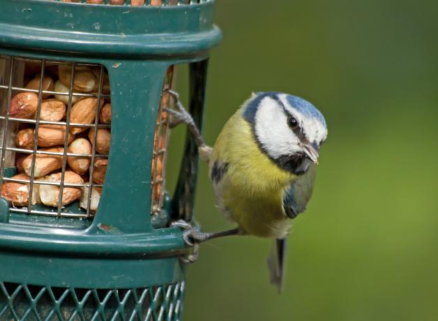 Blue Tit at bird feeder