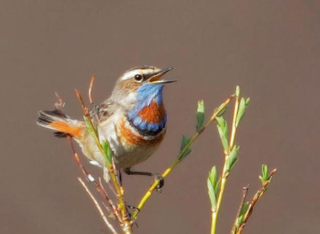 Bluethroat singing
