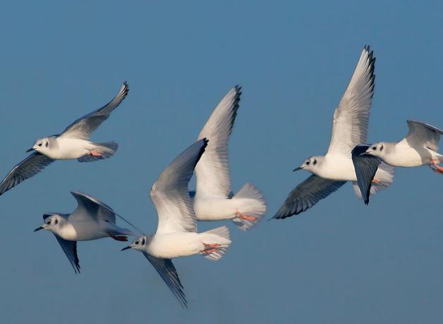 Bonaparte's Gulls, non-breeding plumage
