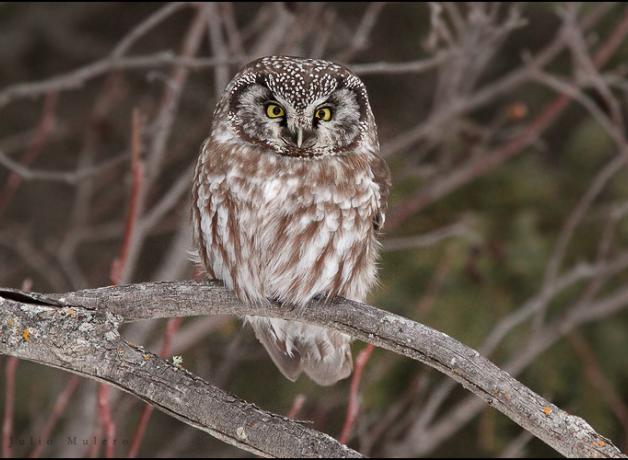 Boreal Owl facing forward, perched on a branch