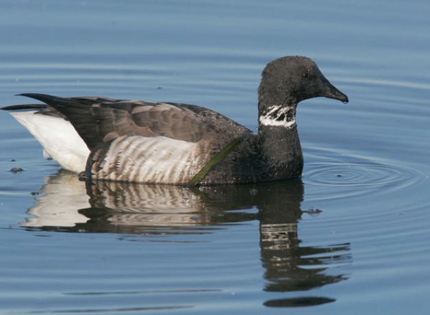 Brant